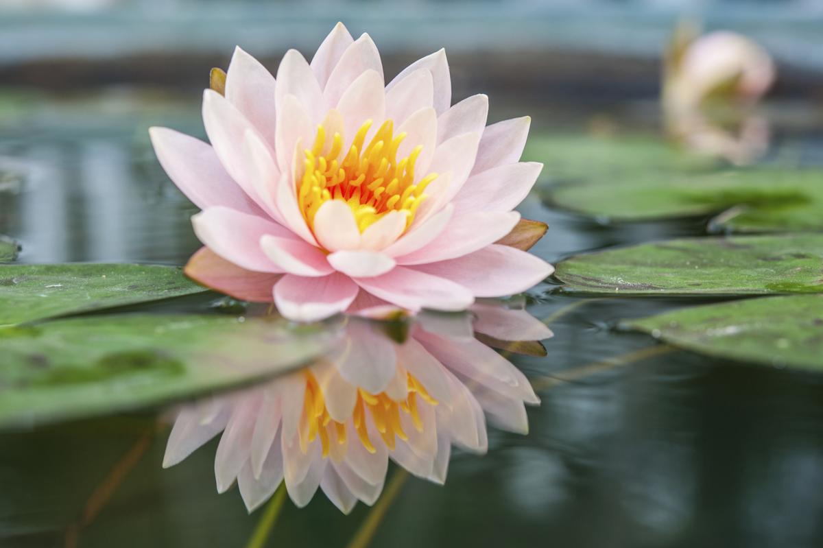 light pink lotus flower in pond